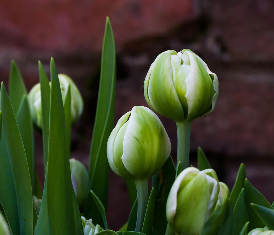 Green White Tulip Flower seeds for Planting - Drought Tolerant, Heirloom & GMO Free Seeds for Home Garden