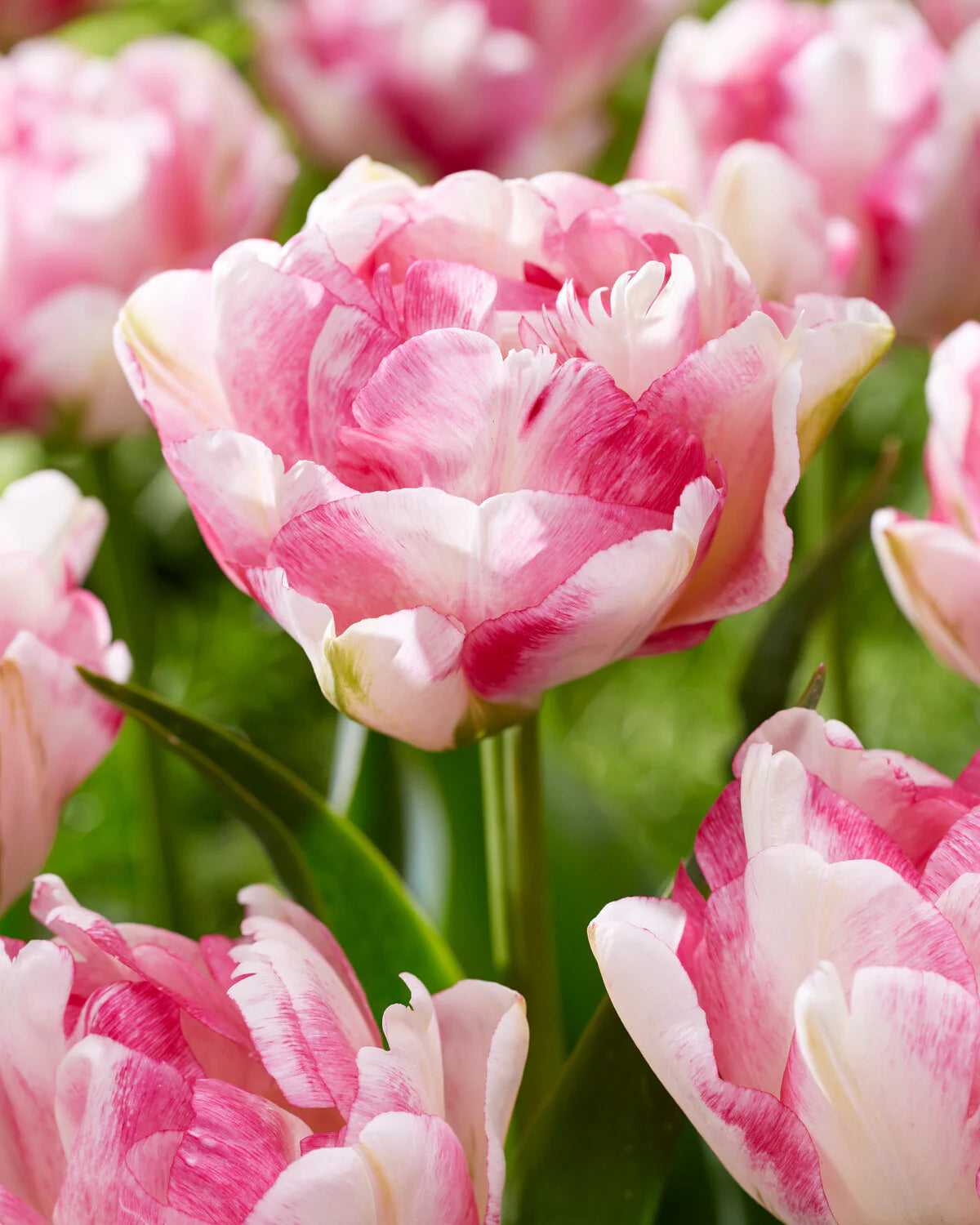 Double Tulip Flower seeds for Planting Hardy Variety Heirloom & GMO Free Seeds for Home Garden 
 
 Sale