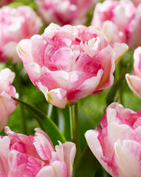 Double Tulip Flower seeds for Planting Hardy Variety Heirloom & GMO Free Seeds for Home Garden 
 
 Sale