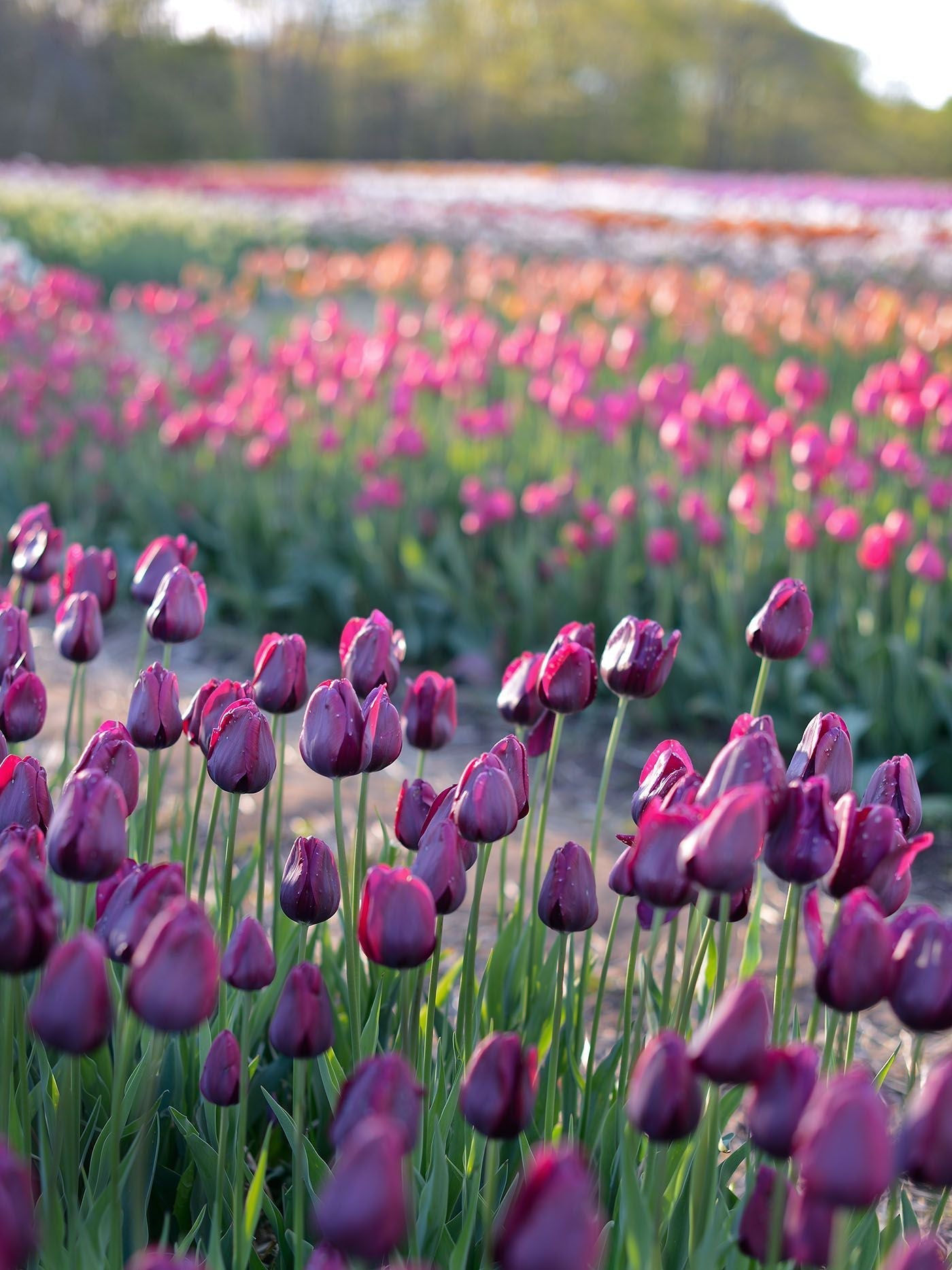 Purple Tulip Bulbs and Seeds Ready for Planting