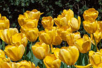 Tulip Flowers Growing in Spring Garden