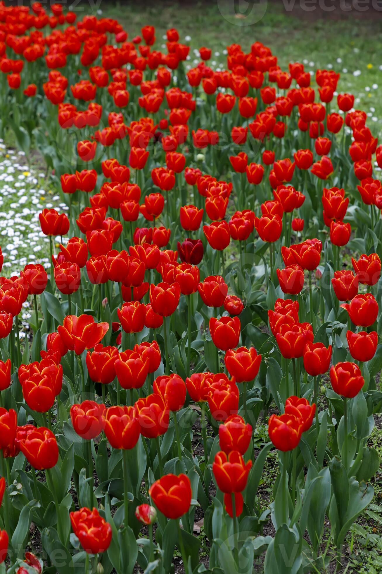 Red Tulip Flower seeds for Planting - Low Maintenance, Heirloom & GMO Free Seeds for Home Garden