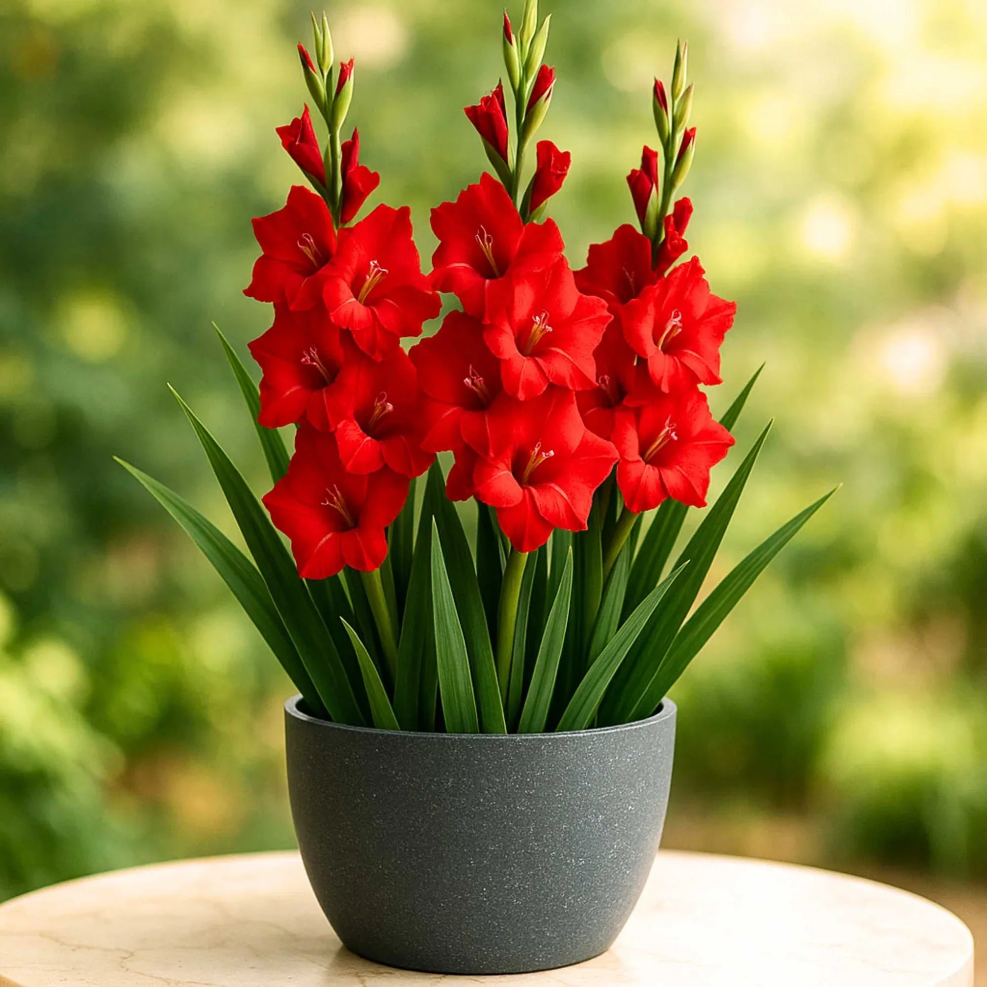 Lavender Tulip plants in garden bed