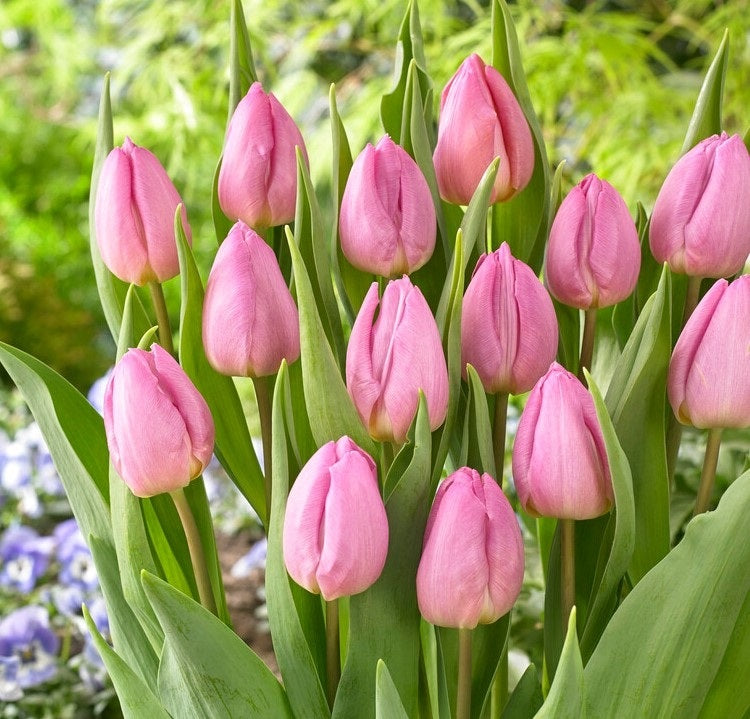 Baby Pink Tulip Flower seeds for Planting - Hardy Variety, Heirloom & GMO Free Seeds for Home Garden