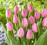 Baby Pink Tulip Flower seeds for Planting - Hardy Variety, Heirloom & GMO Free Seeds for Home Garden