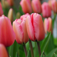 Potted Pale Pink Tulip Flowers in Sunlight