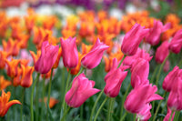 Light Purple Tulips Growing in Decorative Pots