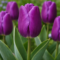 Purple Tulip Flower Seeds for Planting Garden Favorite Heirloom & GMO Free Seeds for Home Garden  Sale
