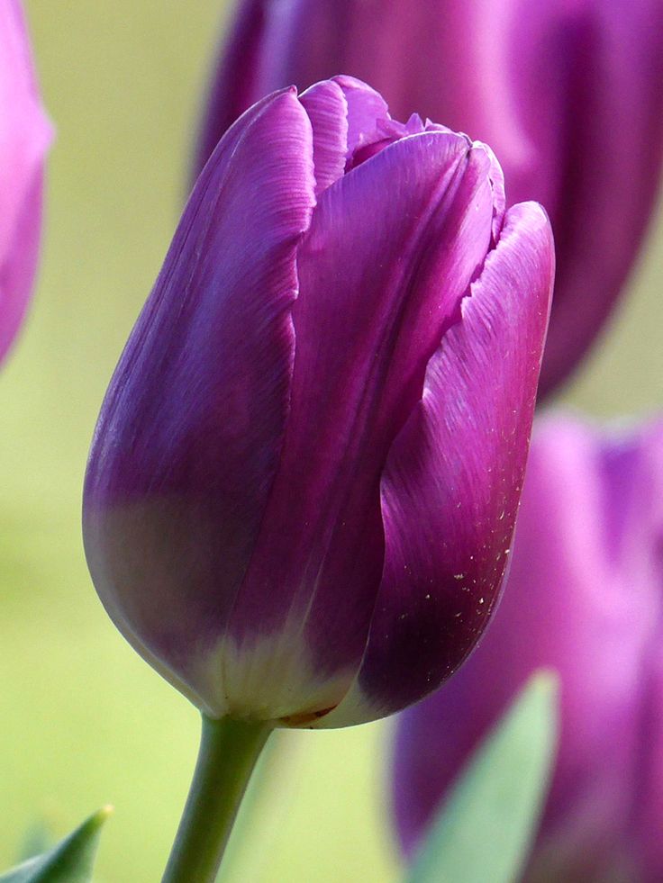 Tulip Flower Seeds Collection for Elegant Garden Planting