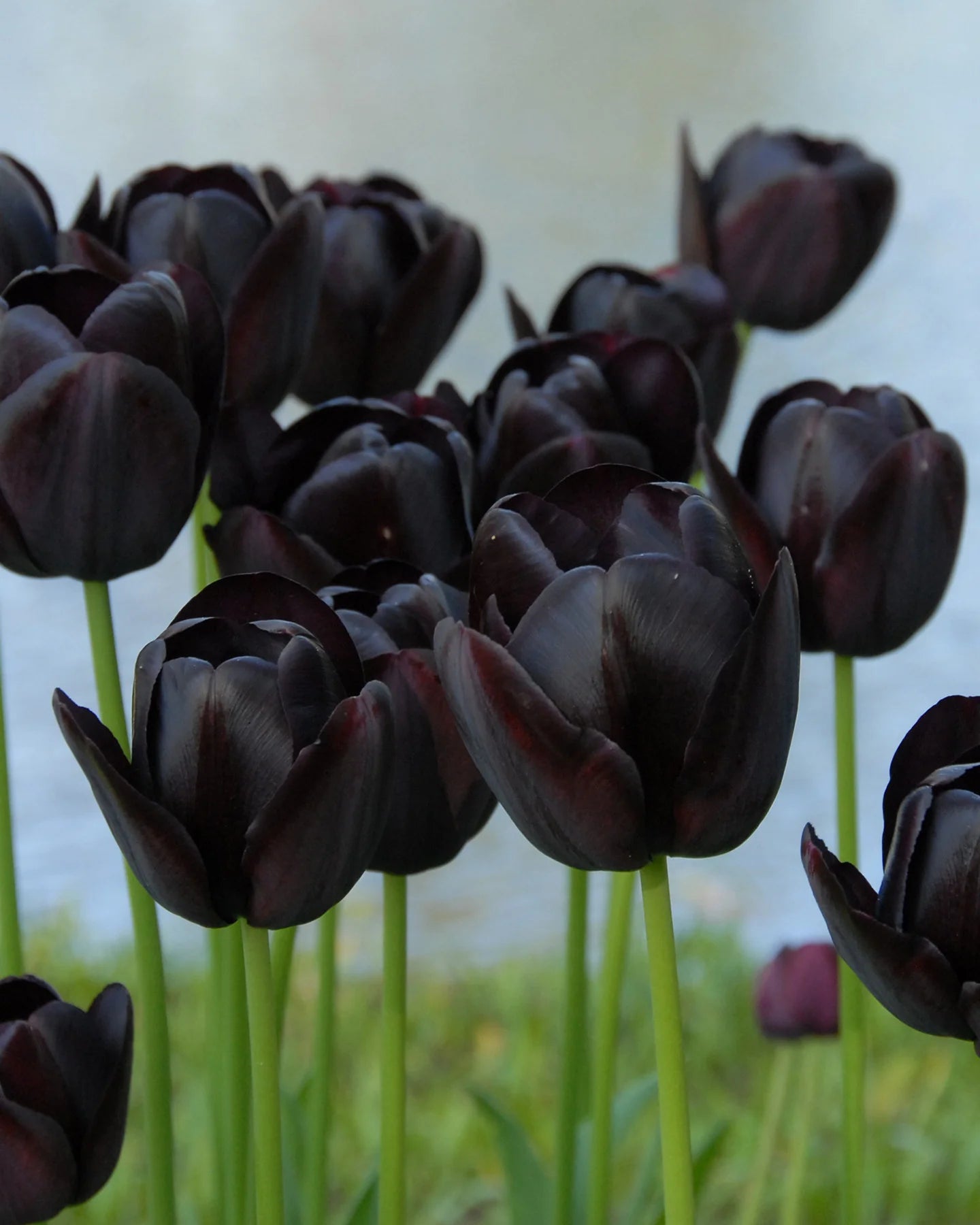 Black Tulip Flower Seeds for Planting Seasonal Bloomer Heirloom & GMO Free Seeds for Home Garden