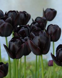 Black Tulip Flower Seeds for Planting Seasonal Bloomer Heirloom & GMO Free Seeds for Home Garden