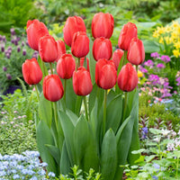Red Pink Tulip Flower seeds for Planting Sun Loving Heirloom & GMO Free Seeds for Home Garden