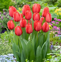 Tulip Bulbs Flower seeds for Planting Easy to Grow Heirloom & GMO Free Seeds for Home Garden