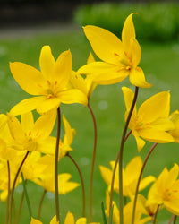 Tulipa Sylvestris Flower seeds for Planting - Long Bloom Season, Heirloom & GMO Free Seeds for Home Garden