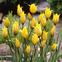Tulipa Sylvestris Flower seeds for Planting - Long Bloom Season, Heirloom & GMO Free Seeds for Home Garden