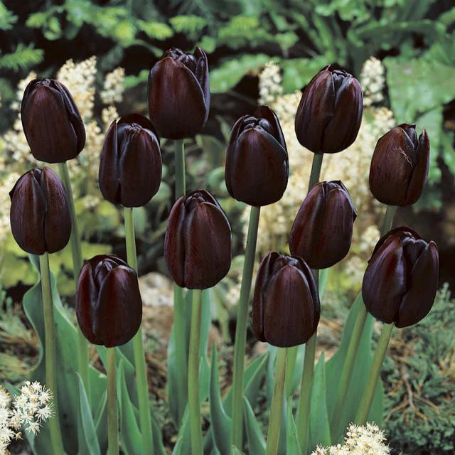 Black Tulip Flowering Seeds For Planting and Gardening
