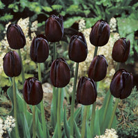 Black Tulip Flowering Seeds For Planting and Gardening