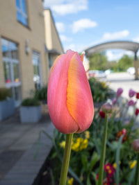 Pink Yellow Tulip Flower Seeds for Planting Perfect for Borders Heirloom & GMO Free Seeds for Home Garden
 
 Sale