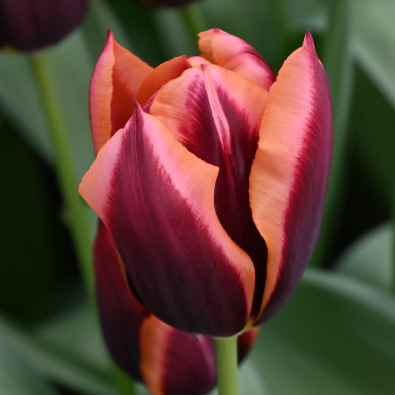 Orange Purple Tulip Flower seeds for Planting Hardy Variety Heirloom & GMO Free Seeds for Home Garden