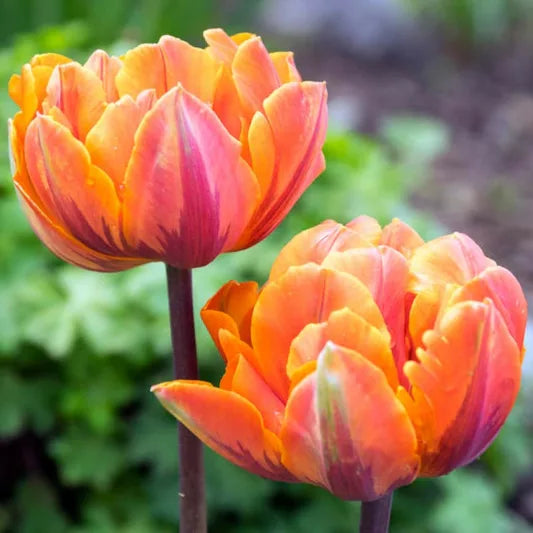 Orange Purple Tulip Flower seeds for Planting Hardy Variety Heirloom & GMO Free Seeds for Home Garden