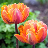 Orange Purple Tulip Flower seeds for Planting Hardy Variety Heirloom & GMO Free Seeds for Home Garden