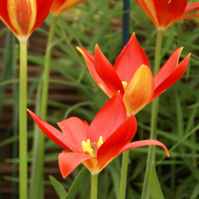 Sprengeri Flower seeds for Planting Perfect for Borders Heirloom & GMO Free Seeds for Home Garden