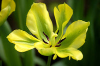 Yellow Green Tulip Flower seeds for Planting - Cottage Garden Essential, Heirloom & GMO Free Seeds for Home Garden