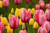 Yellow Pink Tulip Flower Seeds Sun Loving Heirloom & GMO Free Seeds for Home Garden
 
 Sale