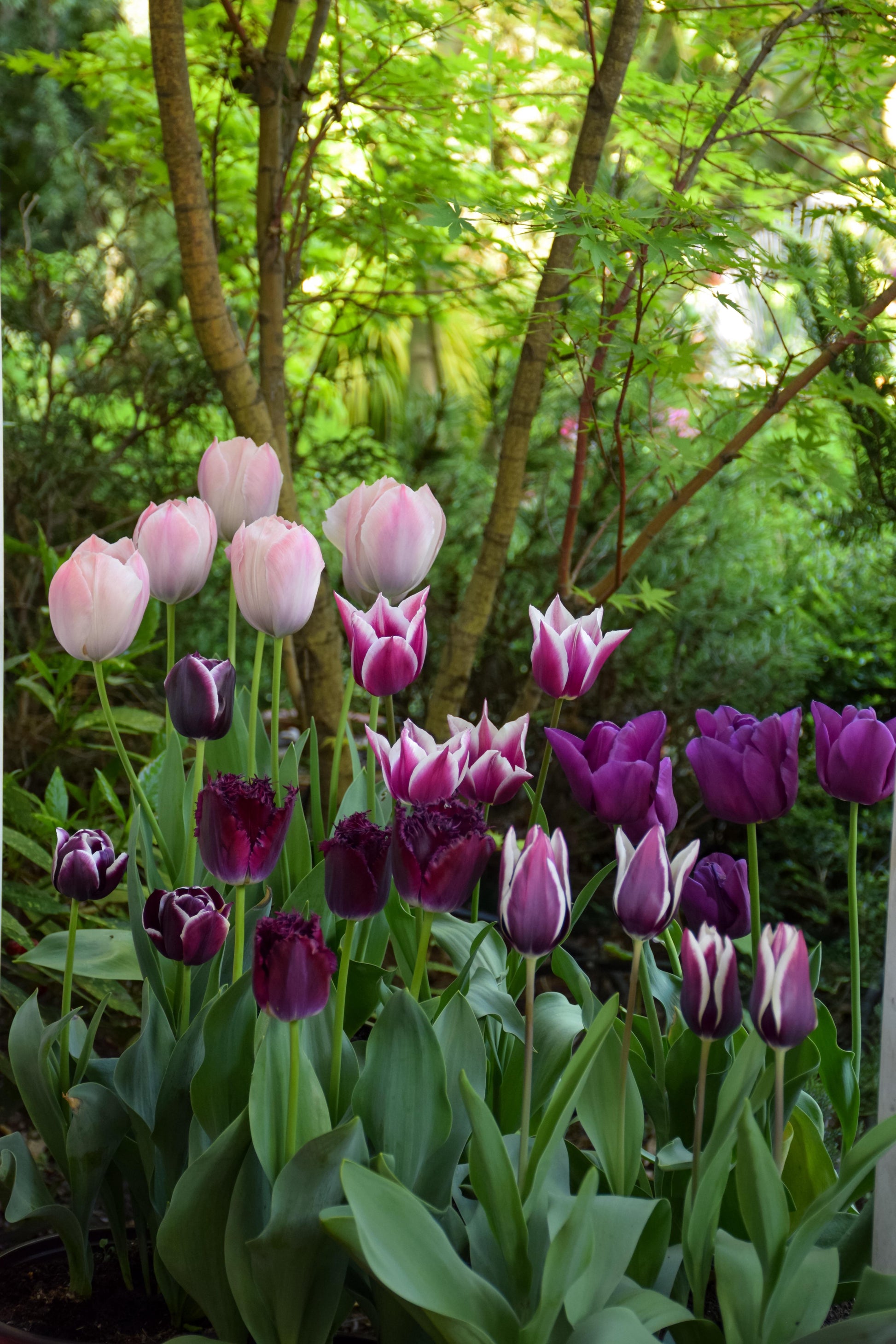Jackpot Tulip Bulbs Flower seeds for Planting Cottage Garden Essential Heirloom & GMO Free Seeds for Home Garden