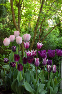 Jackpot Tulip Bulbs Flower seeds for Planting Cottage Garden Essential Heirloom & GMO Free Seeds for Home Garden