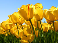 Yellow Tulip Flower seeds for Planting Shade Tolerant Heirloom & GMO Free Seeds for Home Garden