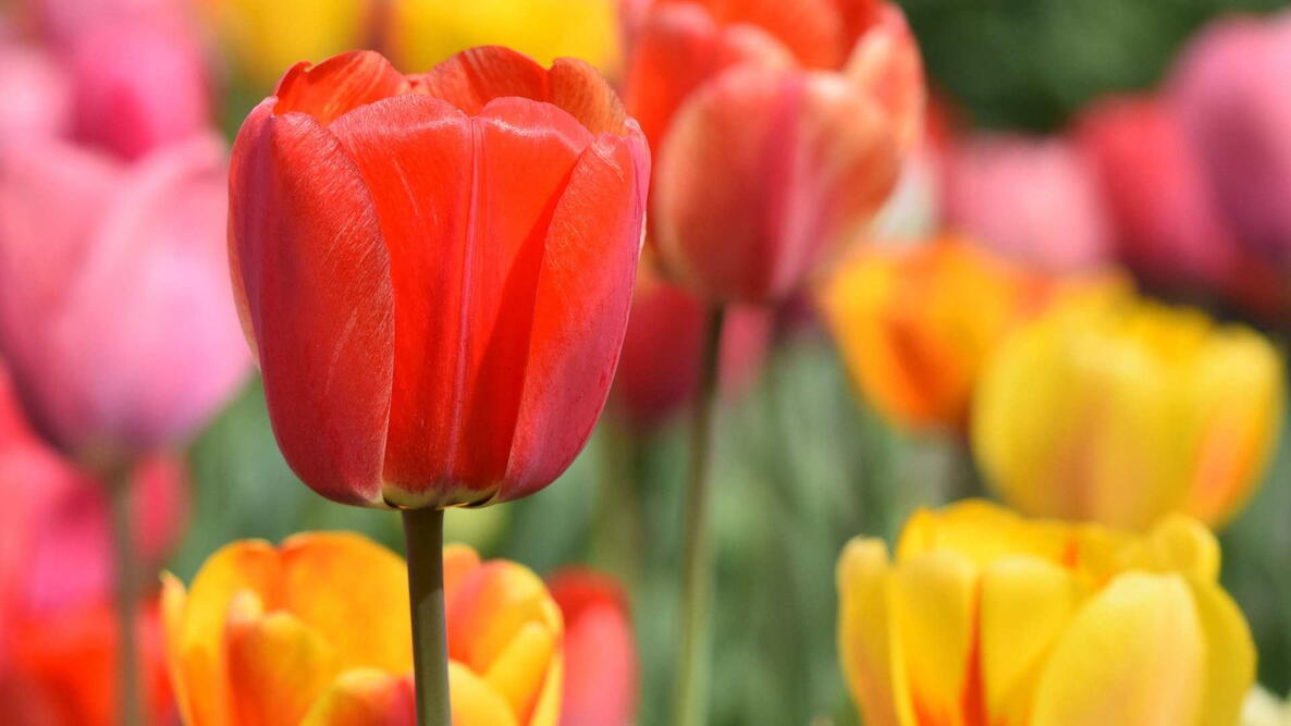 Yellow Pink Tulip Flower Seeds Sun Loving Heirloom & GMO Free Seeds for Home Garden
 
 Sale