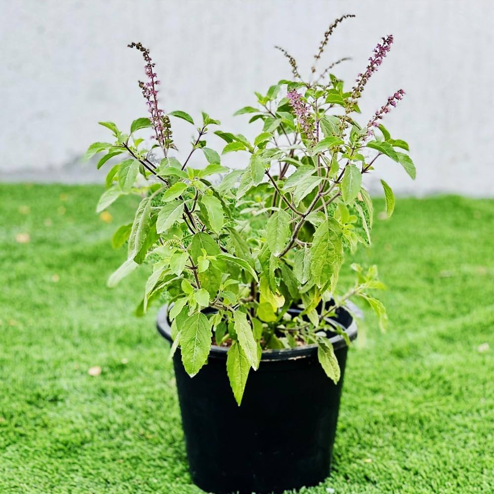 Holy Basil Seeds Germinating in Warm Soil