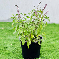 Holy Basil Seeds Germinating in Warm Soil