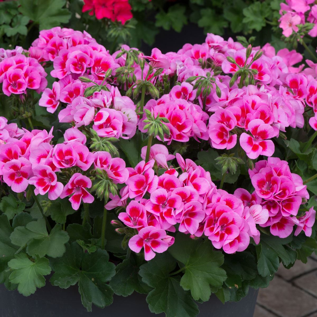 Pale Pink Geranium Flower seeds for Planting - Long Bloom Season, Heirloom & GMO Free Seeds for Home Garden