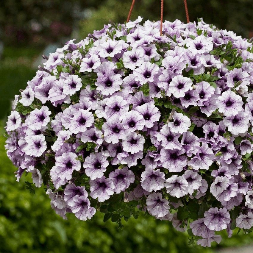 Purple Surfinia Planting Seeds - Perfect for Colorful Blooms