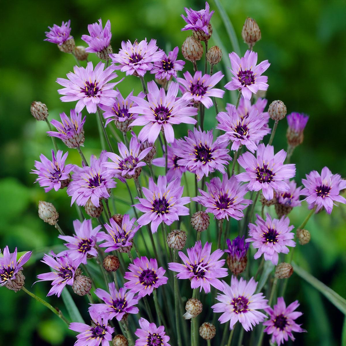 Blue Catananche Flower seeds for Planting - Garden Favorite, Heirloom & GMO Free Seeds for Home Garden