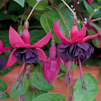 Black Green Fuchsia Flower seeds for Planting Cut Flower Favorite Heirloom & GMO Free Seeds for Home Garden