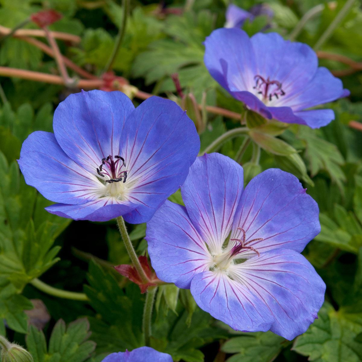 Rozanne Flower seeds for Planting - Vibrant Colors, Heirloom & GMO Free Seeds for Home Garden