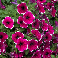 Cascadia Flower seeds for Planting Vibrant Colors Heirloom & GMO Free Seeds for Home Garden
