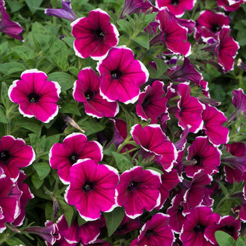 Cascadia Flower seeds for Planting Vibrant Colors Heirloom & GMO Free Seeds for Home Garden