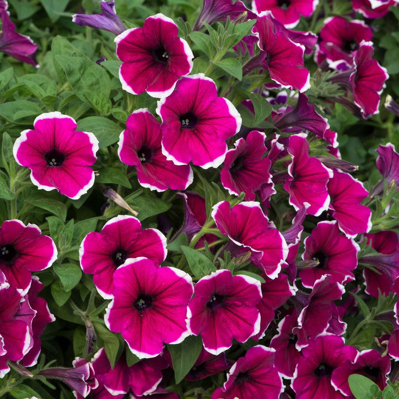 Cascadia Flower seeds for Planting Vibrant Colors Heirloom & GMO Free Seeds for Home Garden