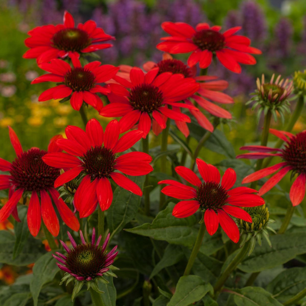 Red Perennial Flower seeds for Planting Pollinator Friendly Heirloom & GMO Free Seeds for Home Garden 
 
 Sale