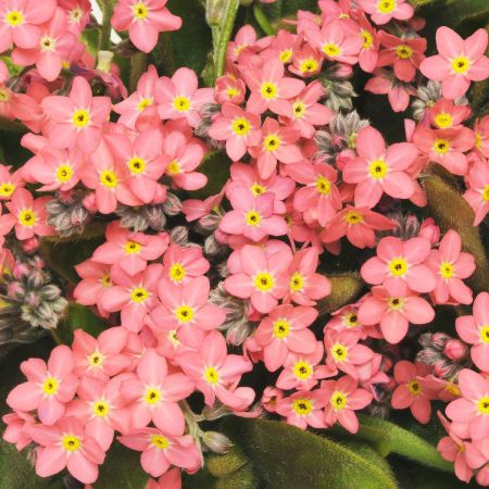 Red Myosotis Sylvatica Flower seeds for Planting Cut Flower Favorite Heirloom & GMO Free Seeds for Home Garden 
 
 Sale