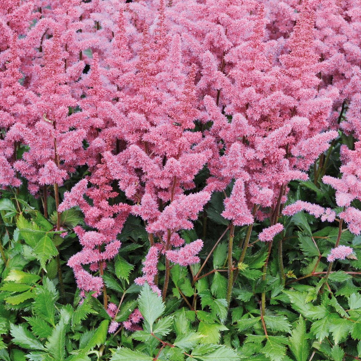 Astilbe Pumila Flower seeds for Planting Easy to Grow Heirloom & GMO Free Seeds for Home Garden