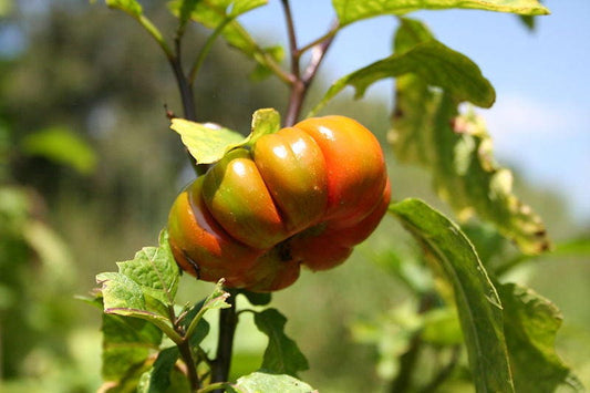 Turkish Orange Eggplant (Solanum aethiopicum) seeds for planting