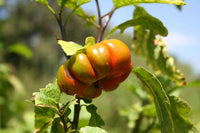 Turkish Orange Eggplant (Solanum aethiopicum) seeds for planting