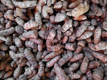 Turmeric seeds for planting in herbal gardens
