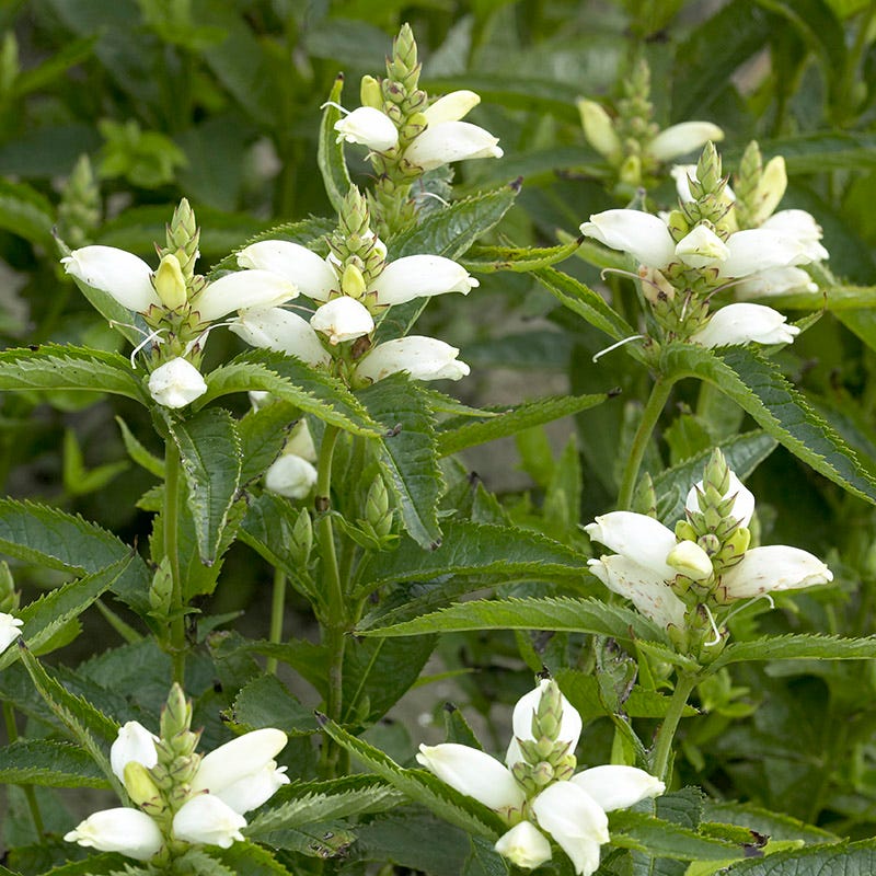 Turtlehead Chelone Glabra Native Wildflower Seeds