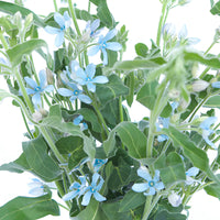 Tweedia Flower seeds for Planting - Bright Blooms, Heirloom & GMO Free Seeds for Home Garden